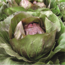 Cykoria Leonardo 10 000 nasion pellets st